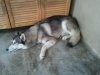 2011-03-Dog1.jpg