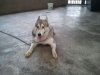 2011-03-Dog2.jpg