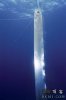 eel12.jpg