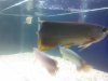 arowana3.JPG