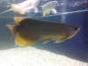 arowana 1.JPG