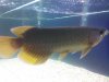 arowana 2.JPG