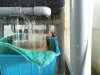 2011-02-20 Shower Head water Flow.jpg