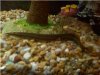 peacock eel.jpg