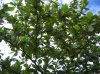 IMG_6752Almond leaves.jpg