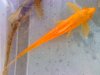goldwhiptail.jpg