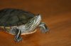 osprey , puffer, ringo 137.JPG