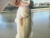 pond bass 4-5-11.jpg