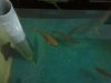 2011-04-06 Cleaners and Local Carp.jpg