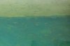 Feeder Fishes with clear water.jpg
