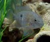 2010-11-10 green terror female.JPG