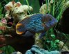 2011-3-12 male green terror 3.JPG