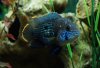 2011-3-12 female green terror.JPG