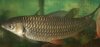 Sultan Fish Leptobarbus hoevenii.jpg