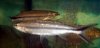 Rasbora.jpg