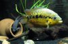 Fish_2.jpg