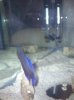 betta2giant.jpg betta2giant.jpg