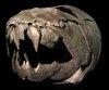 skill_dunkleosteus.jpg skill_dunkleosteus.jpg
