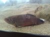 betta2.1.jpg