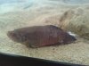 betta2.2.jpg