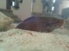 betta2.3.jpg