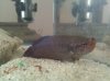 betta2.4.jpg