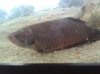 betta2.5.jpg