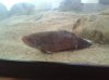 betta2.jpg