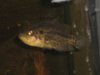 jaguar cichlid.jpg