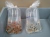 Barbs Tiger and Feeder Fish Sump April2011.jpg