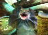 frilled 3.JPG