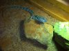 baja blue 4.JPG