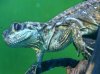 PI sailfin 2.JPG
