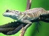 PI sailfin 3.JPG