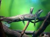 PI sailfin.JPG