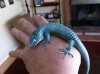 abronia 1.JPG