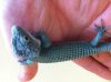 abronia 2.JPG