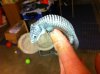 abronia 3.JPG