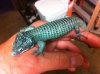 abronia 5.JPG