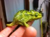 hoenelli chameleon.JPG