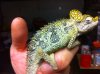 hoenelli chameleon 1.JPG
