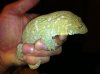 leachianus 1.JPG