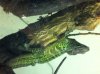 weberi sailfin dragon.JPG