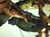 weberi sailfin 2.JPG