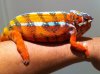 orange and red 4.JPG