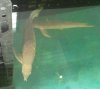 2011-04-11Aro1.jpg