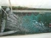 Sump ready for more fishes1.jpg