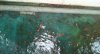 Sump Algae starting to grow.jpg