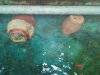 2011-04-11Pot1-2.jpg