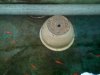 2011-04-11Pot3.jpg